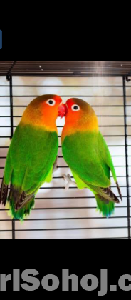 Love bird,, new addal